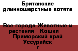 Британские длинношерстные котята - Все города Животные и растения » Кошки   . Приморский край,Уссурийск г.